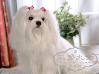 maltese-dog.jpg