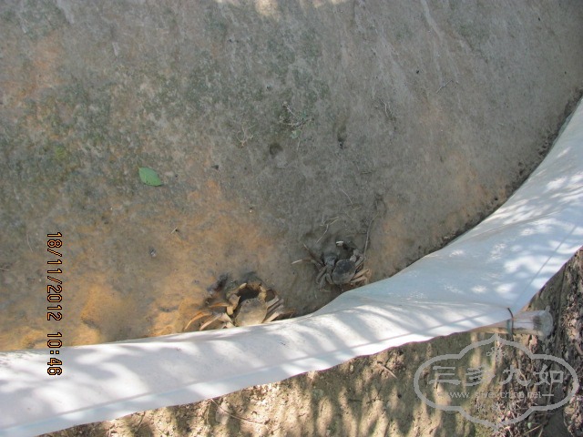 Ƭ 010.jpg