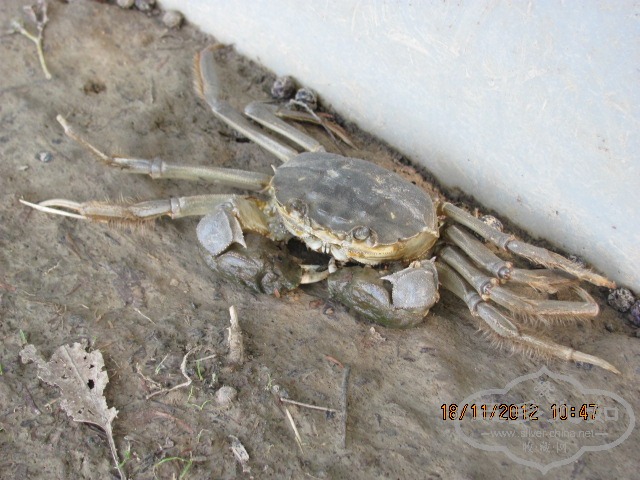 Ƭ 011.jpg