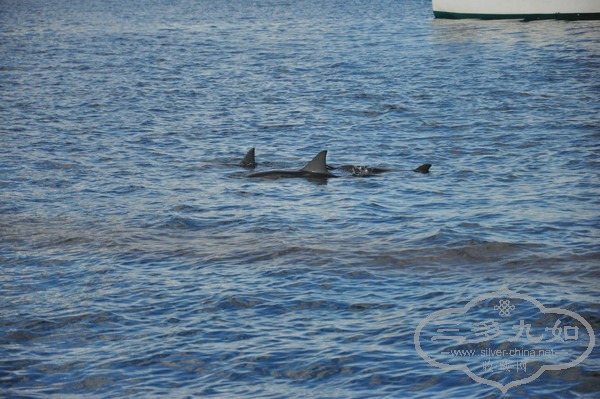 DSC_0927.jpg