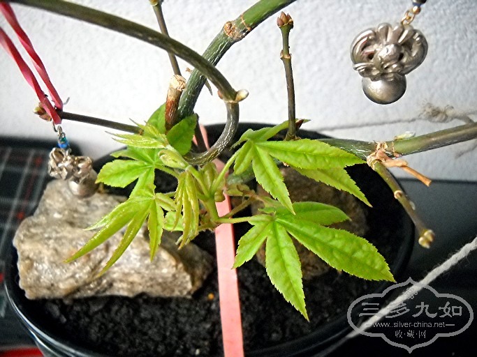 DSCN8132.JPG