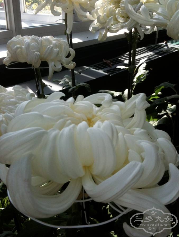 chrysanthemum deco-4.jpg