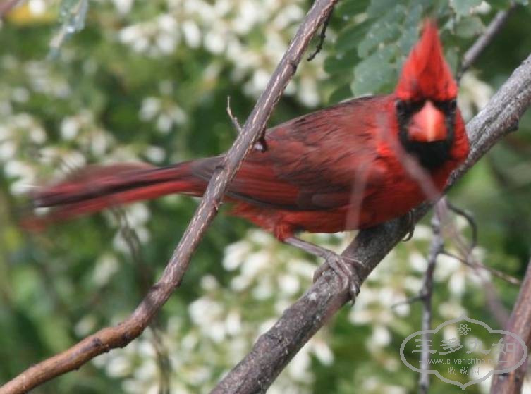 northern cardinal.jpg