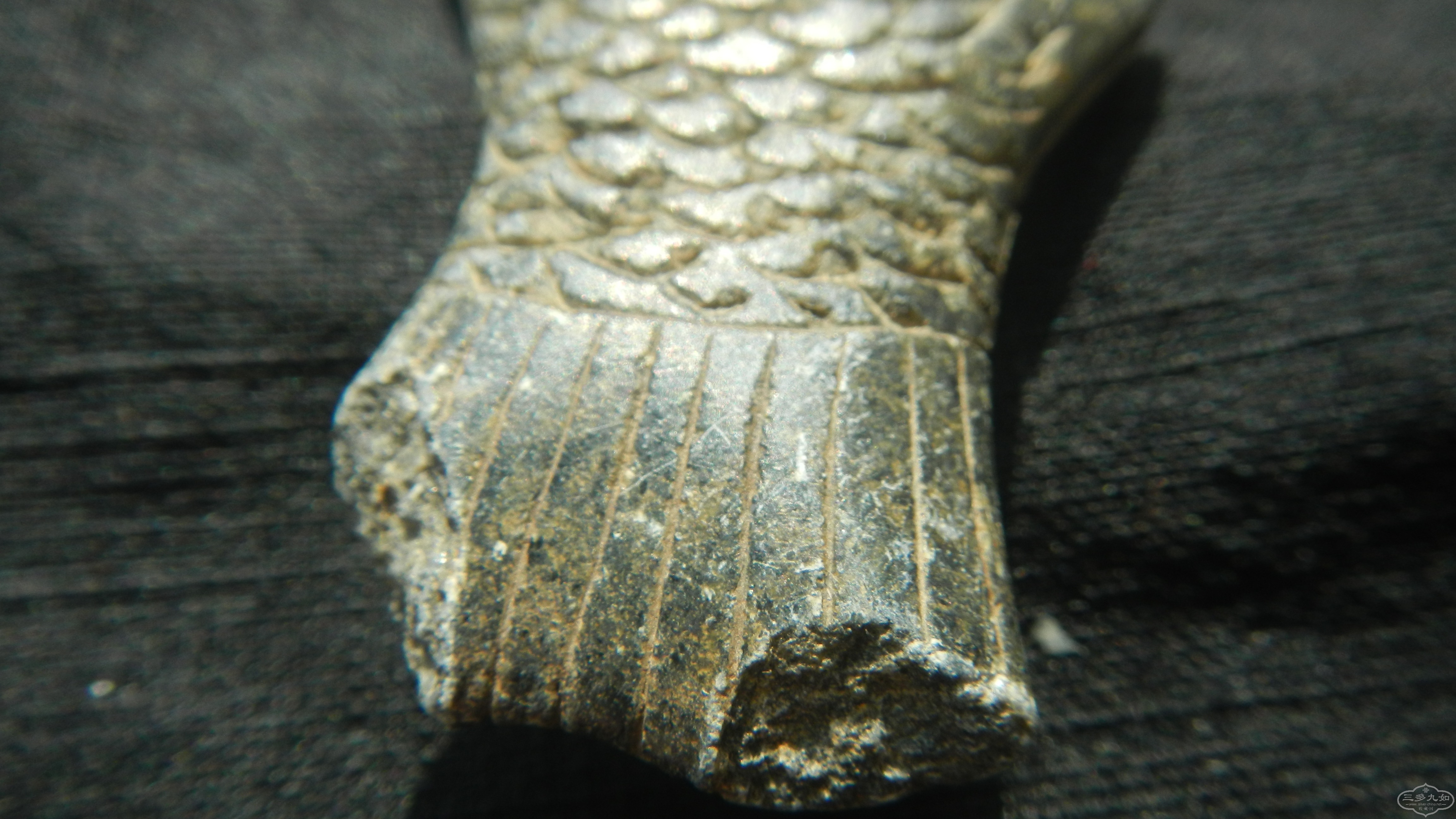 DSCN8578.JPG