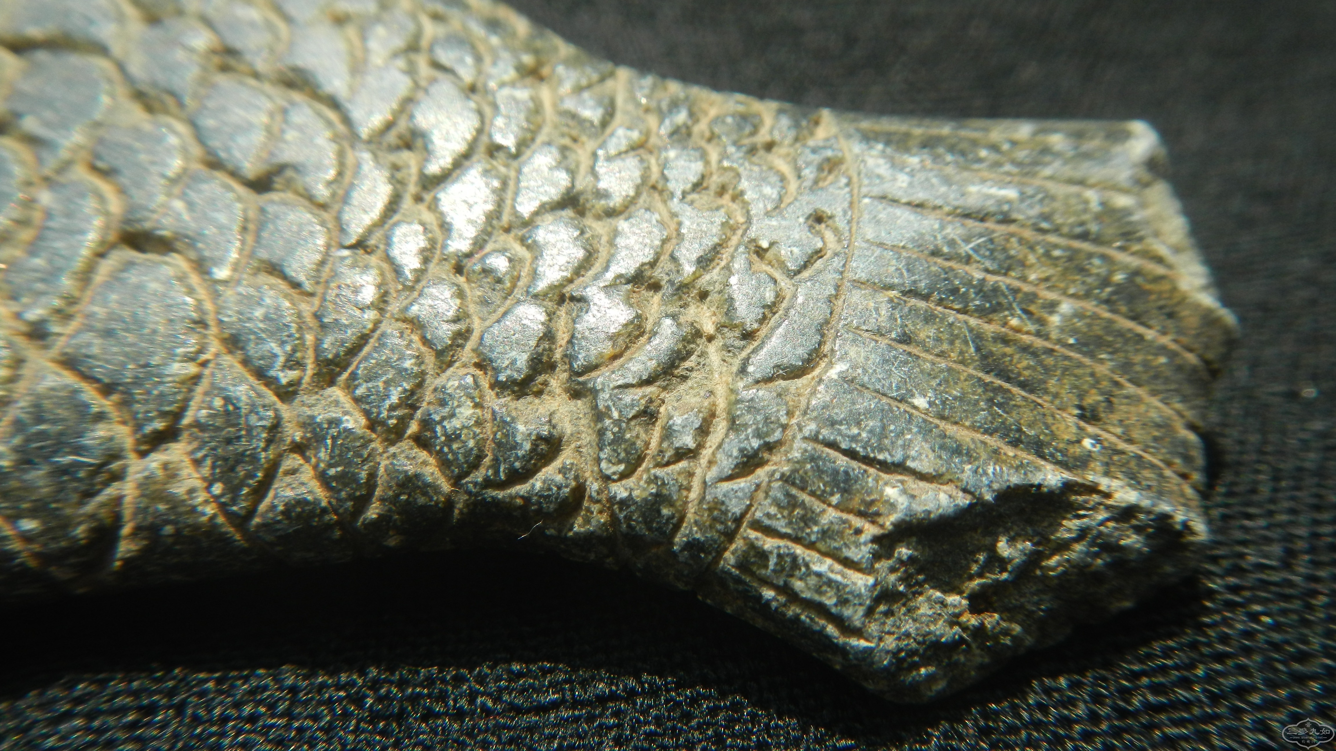 DSCN8583.JPG
