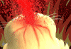 2010121021122993.gif