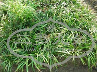 aa251d4f51164f0caec3ab06.jpg