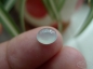Сͷһű䵰 ӫ