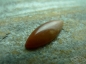 ˫ 
