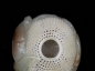 ϸ¨