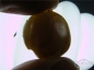 ˿Ư .ϲ˿ӰԲ׹ͷ ʵ